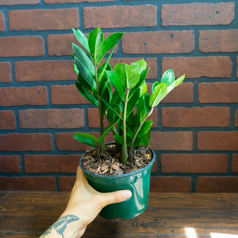 ZZ Plant 6" inch Pot Live Houseplant | Zamioculcas Zamiifolia | Indoor and Outdoor House Plant | Rooted Easy Care Plant