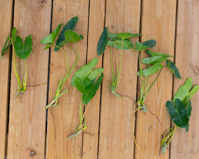 Burle Marx Philodendron Cutting | Air Roots w/ Multiple Nodes | Indoor & Outdoor Live Tropical House plant | Easy Care Starter Plant