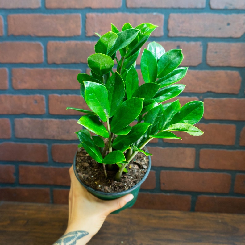 ZZ Plant 6" inch Pot Live Houseplant | Zamioculcas Zamiifolia | Indoor and Outdoor House Plant | Rooted Easy Care Plant