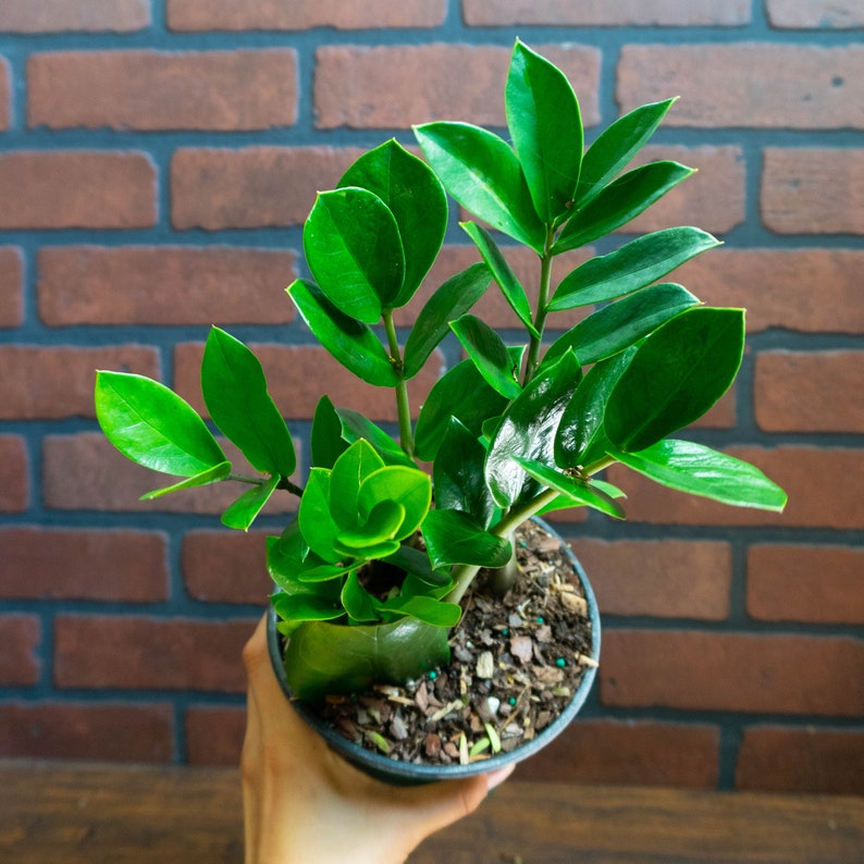 ZZ Plant 6" inch Pot Live Houseplant | Zamioculcas Zamiifolia | Indoor and Outdoor House Plant | Rooted Easy Care Plant