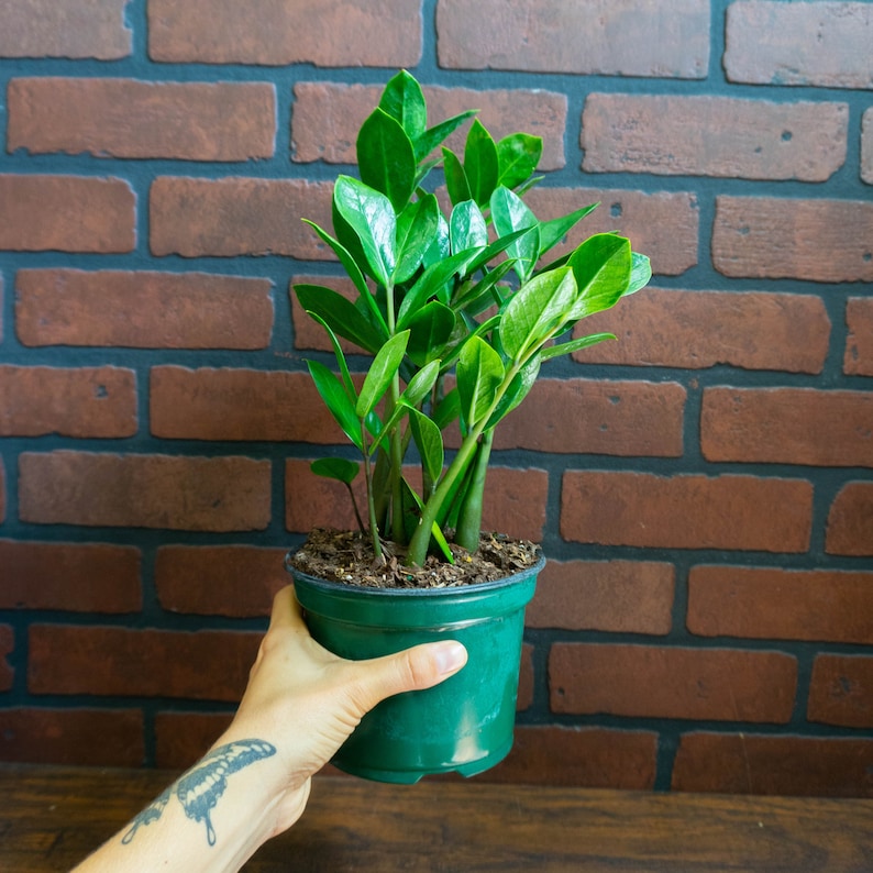 ZZ Plant 6" inch Pot Live Houseplant | Zamioculcas Zamiifolia | Indoor and Outdoor House Plant | Rooted Easy Care Plant