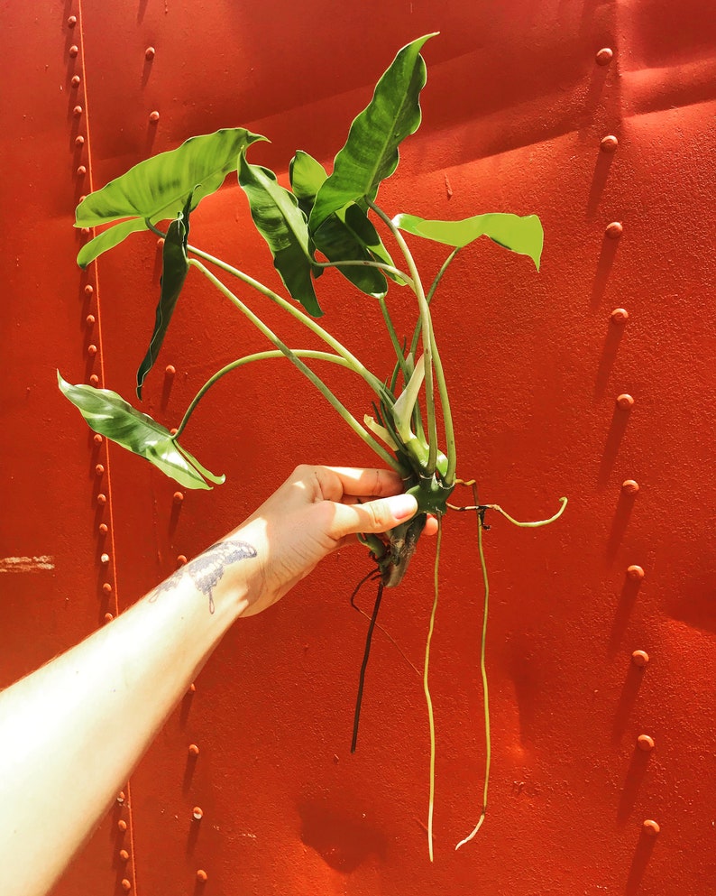Burle Marx Philodendron Cutting | Air Roots w/ Multiple Nodes | Indoor & Outdoor Live Tropical House plant | Easy Care Starter Plant