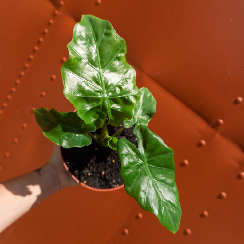 Alocasia Low Rider | Live Plant in 4" or 6" inch Pot | Elephant's Ear Plant | Rare Plant | Stunning Indoor Air Purifier
