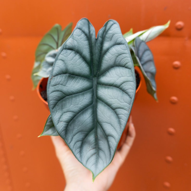 Alocasia 'Silver Dragon' Baginda| RARE Indoor and Outdoor Live Tropical House Plant | Rooted Easy Care Starter Plant