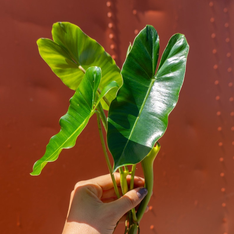 Burle Marx Philodendron Cutting | Air Roots w/ Multiple Nodes | Indoor & Outdoor Live Tropical House plant | Easy Care Starter Plant