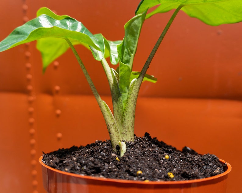 Alocasia Low Rider | Live Plant in 4" or 6" inch Pot | Elephant's Ear Plant | Rare Plant | Stunning Indoor Air Purifier