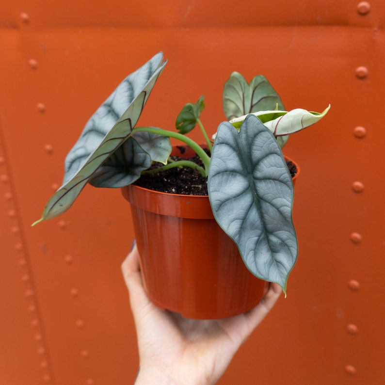 Alocasia 'Silver Dragon' Baginda| RARE Indoor and Outdoor Live Tropical House Plant | Rooted Easy Care Starter Plant
