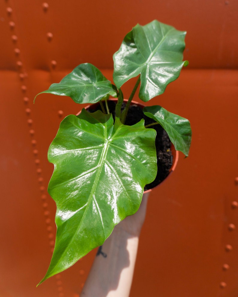 Alocasia Low Rider | Live Plant in 4" or 6" inch Pot | Elephant's Ear Plant | Rare Plant | Stunning Indoor Air Purifier