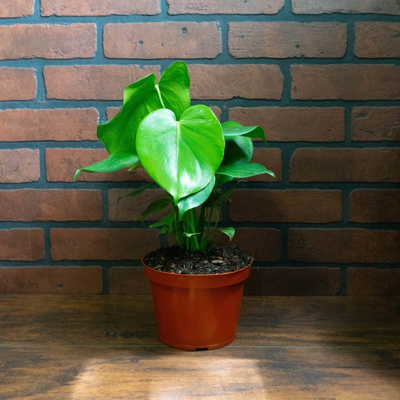 Monstera Deliciosa Split Leaf Plant 6" Pot | Indoor & Outdoor Live Tropical House plant | Rooted Easy Care Starter Plant
