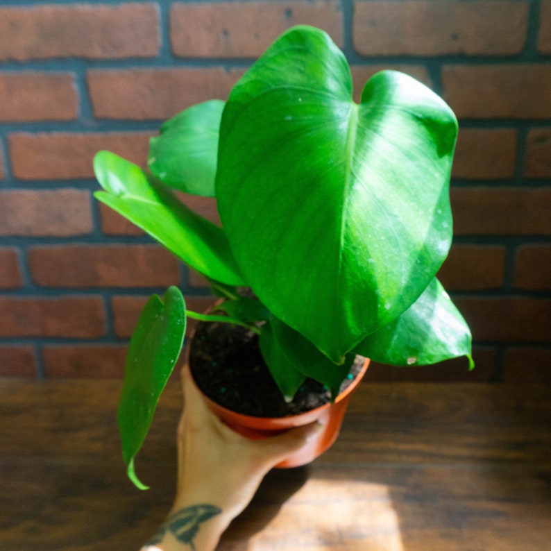 Monstera Deliciosa Split Leaf Plant 6" Pot | Indoor & Outdoor Live Tropical House plant | Rooted Easy Care Starter Plant