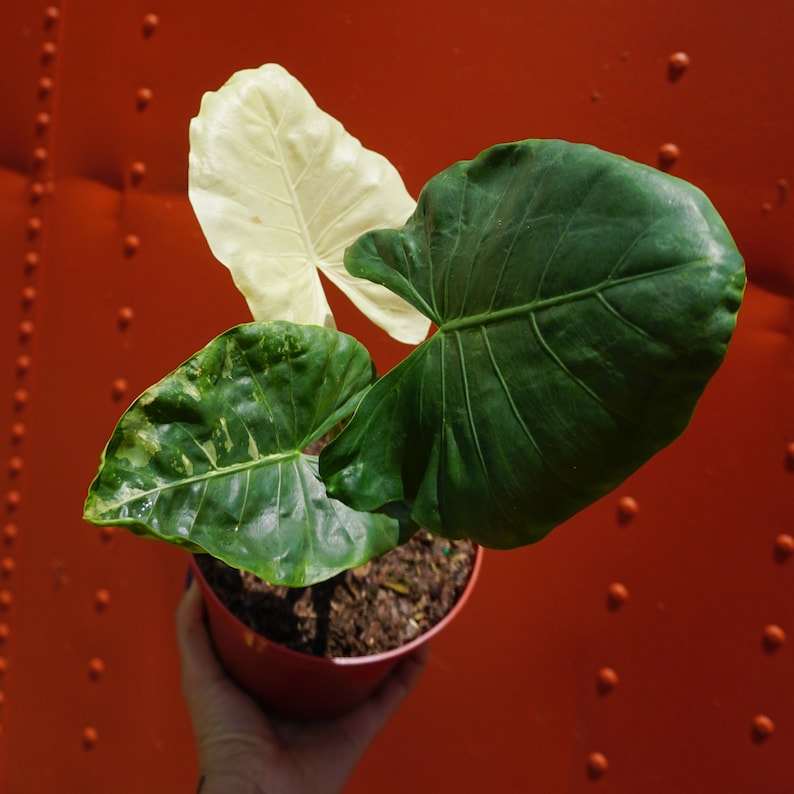 Variegated Alocasia Albo Macrorrhiza in 6" Pot | RARE Elephant Ear Plant | Indoor & Outdoor Live Tropical House plant | Rooted Easy Care