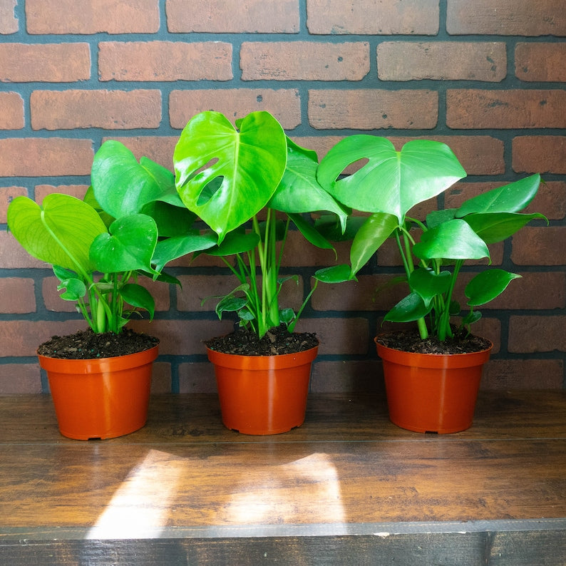 Monstera Deliciosa Tropical Split Leaf Plant 6" inch Pot | Indoor & Outdoor Live Houseplant | Rooted Easy Care Plant