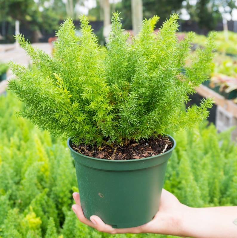 Foxtail Fern - Asparagus densiflorus in 6" inch Pot- Indoor & Outdoor Live House plant | Rooted Easy Care Plant | Sun or Shade Tree