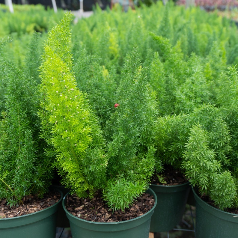 Foxtail Fern - Asparagus densiflorus in 6" inch Pot- Indoor & Outdoor Live House plant | Rooted Easy Care Plant | Sun or Shade Tree