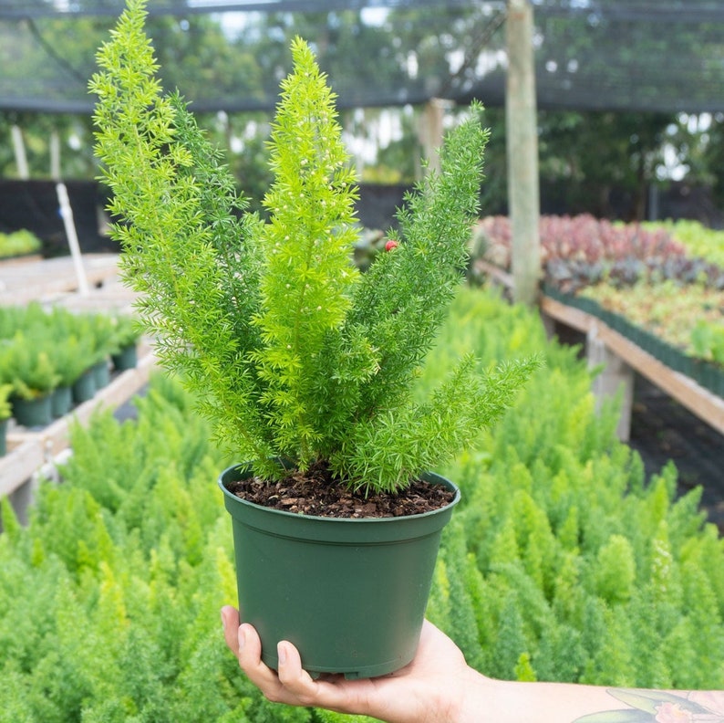 Foxtail Fern - Asparagus densiflorus in 6" inch Pot- Indoor & Outdoor Live House plant | Rooted Easy Care Plant | Sun or Shade Tree