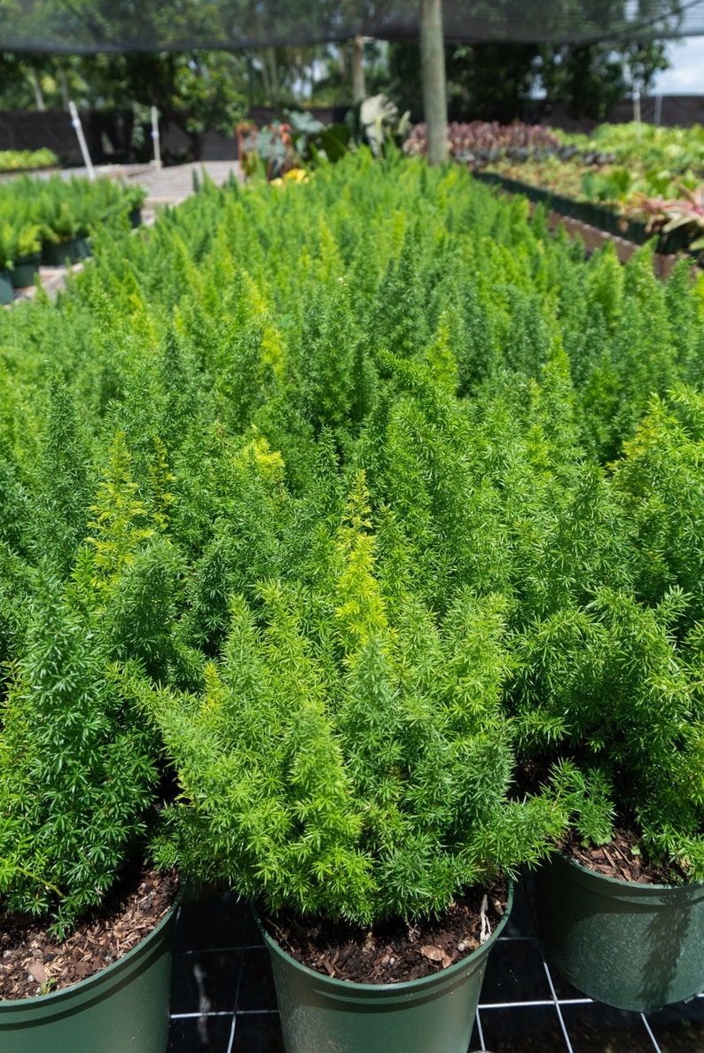 Foxtail Fern - Asparagus densiflorus in 6" inch Pot- Indoor & Outdoor Live House plant | Rooted Easy Care Plant | Sun or Shade Tree