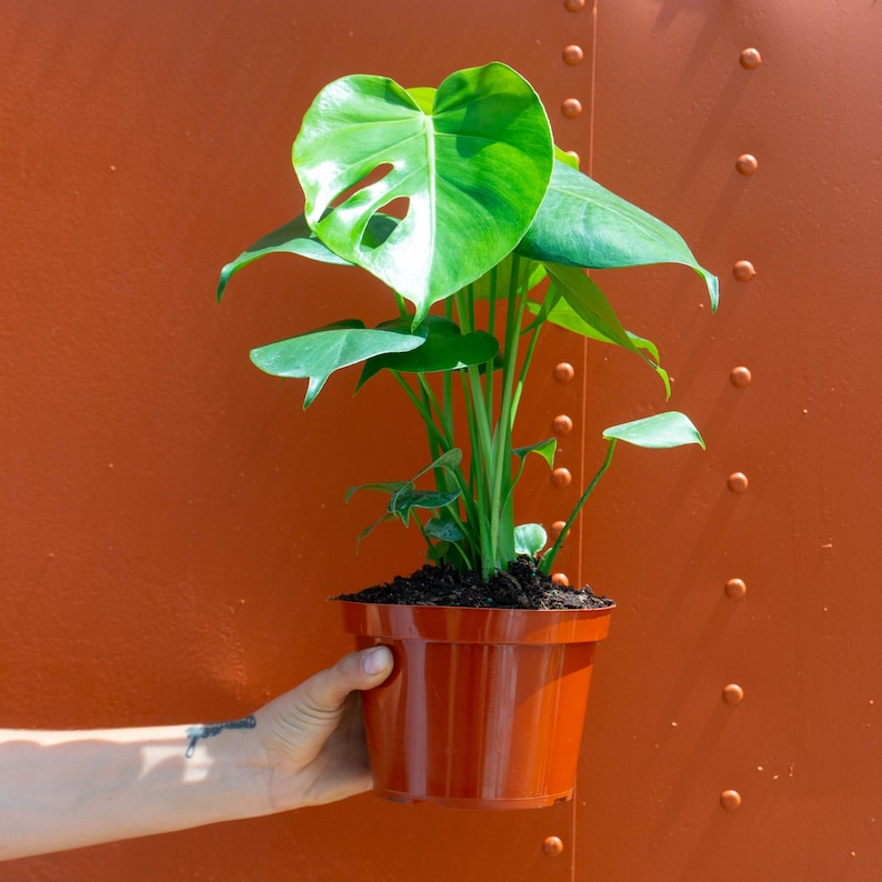 Monstera Deliciosa Tropical Split Leaf Plant 6" inch Pot | Indoor & Outdoor Live Houseplant | Rooted Easy Care Plant