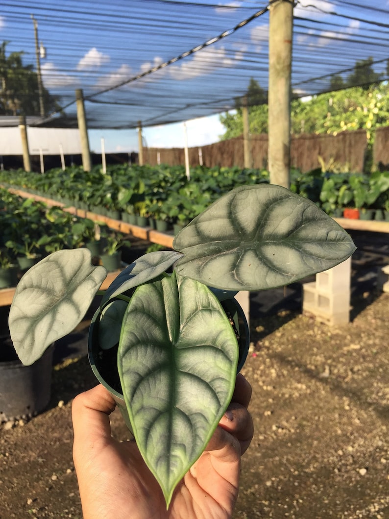 Alocasia 'Silver Dragon' Baginda 4" Pot | RARE Indoor and Outdoor Live Tropical House Plant | Rooted Easy Care Starter Plant