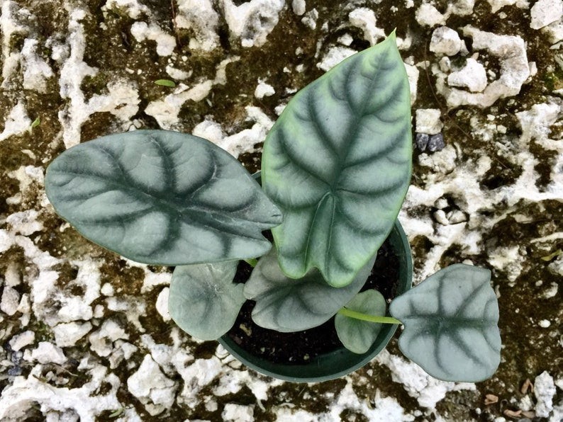 Alocasia 'Silver Dragon' Baginda 4" Pot | RARE Indoor and Outdoor Live Tropical House Plant | Rooted Easy Care Starter Plant