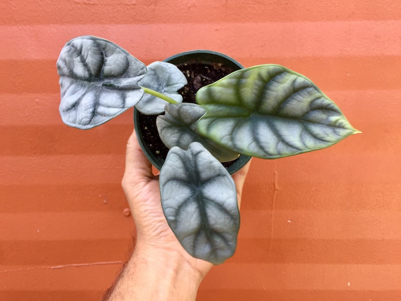 Alocasia 'Silver Dragon' Baginda 4" Pot | RARE Indoor and Outdoor Live Tropical House Plant | Rooted Easy Care Starter Plant