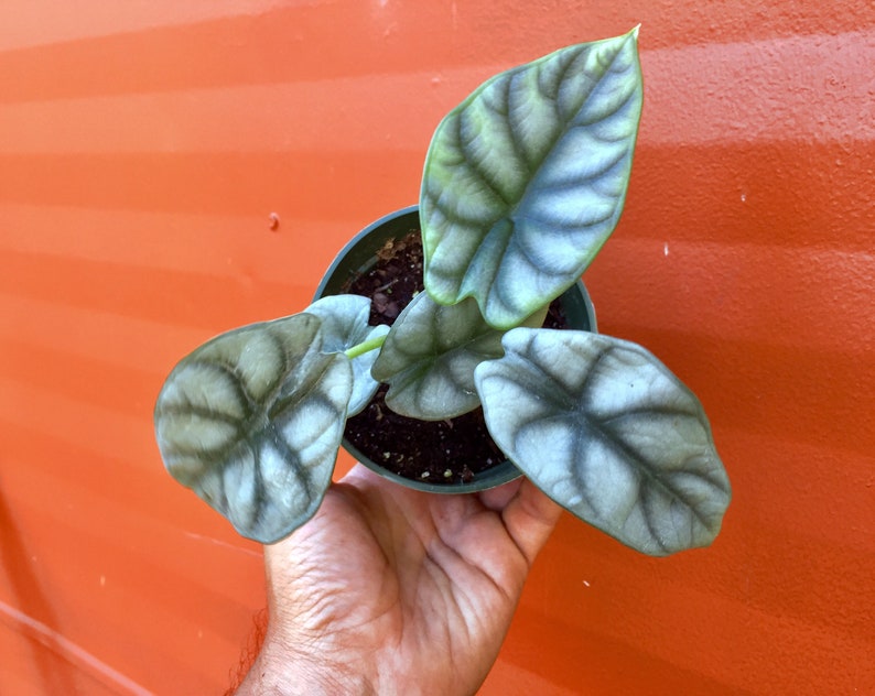 Alocasia 'Silver Dragon' Baginda| RARE Indoor and Outdoor Live Tropical House Plant | Rooted Easy Care Starter Plant