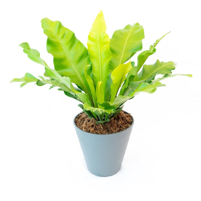 Bird's Nest Fern Asplenium nidus 6" Pot | Indoor & Outdoor Live House plant | Rooted Easy Care Starter Plant