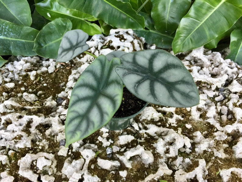 Alocasia 'Silver Dragon' Baginda| RARE Indoor and Outdoor Live Tropical House Plant | Rooted Easy Care Starter Plant