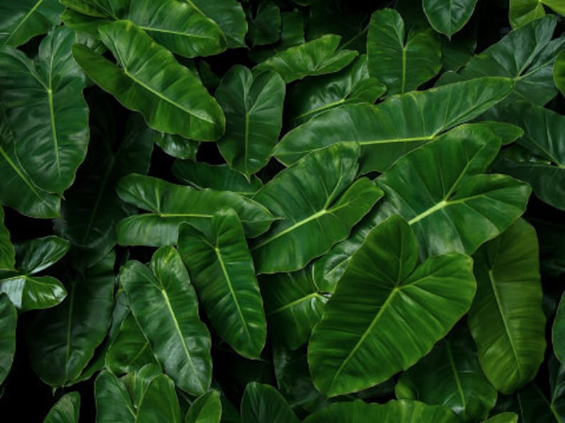 Burle Marx Philodendron Cutting | Air Roots w/ Multiple Nodes | Indoor & Outdoor Live Tropical House plant | Easy Care Starter Plant