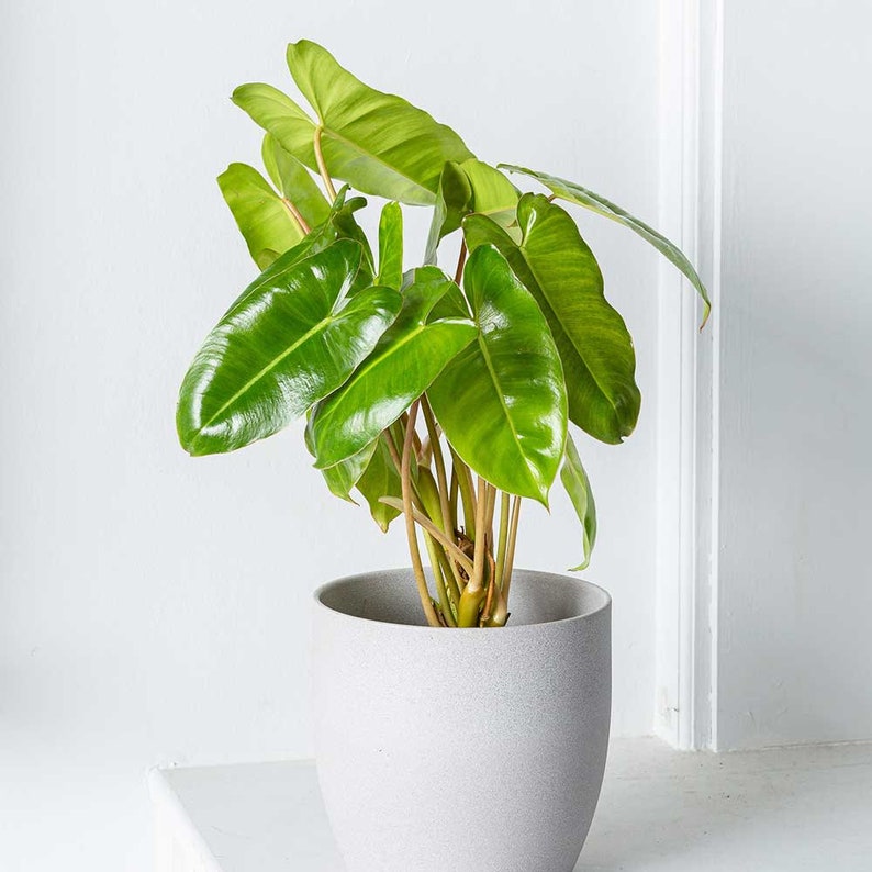 Burle Marx Philodendron Cutting | Air Roots w/ Multiple Nodes | Indoor & Outdoor Live Tropical House plant | Easy Care Starter Plant
