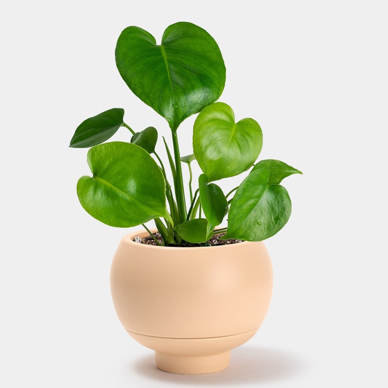 Monstera Deliciosa Plug | Indoor and Outdoor Live Tropical House Plant | Rooted Easy Care Starter Plant