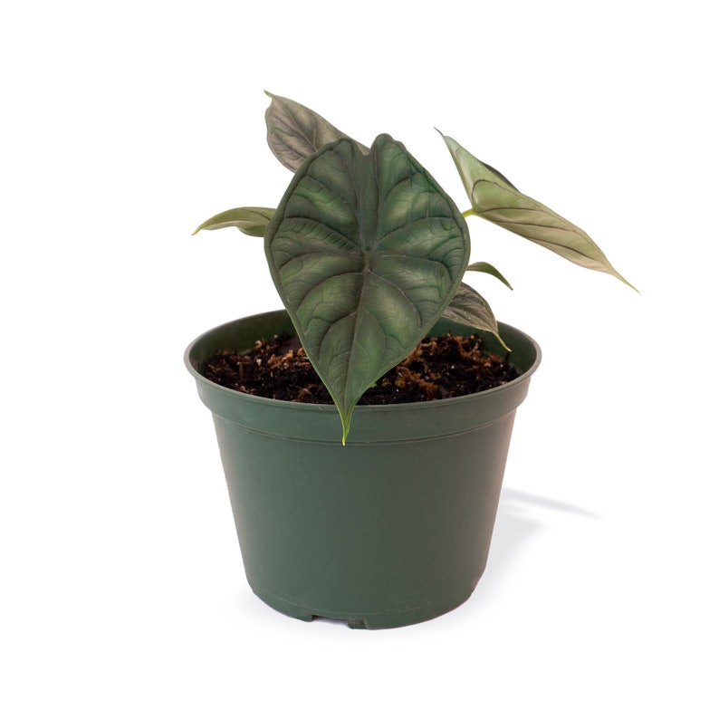 Alocasia Dragon Scale | Alocasia Baginda | Indoor & Outdoor Live Tropical House plant | Rooted Easy Care Plant Rooted in 4" and 6" Pot