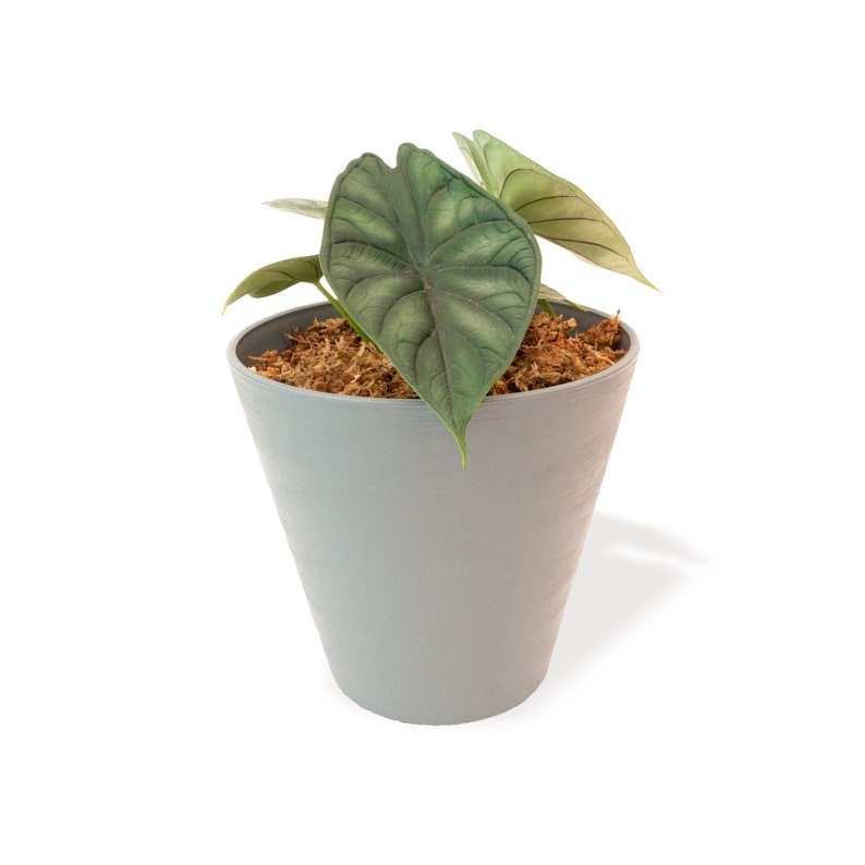 Alocasia Dragon Scale | Alocasia Baginda | Indoor & Outdoor Live Tropical House plant | Rooted Easy Care Plant Rooted in 4" and 6" Pot