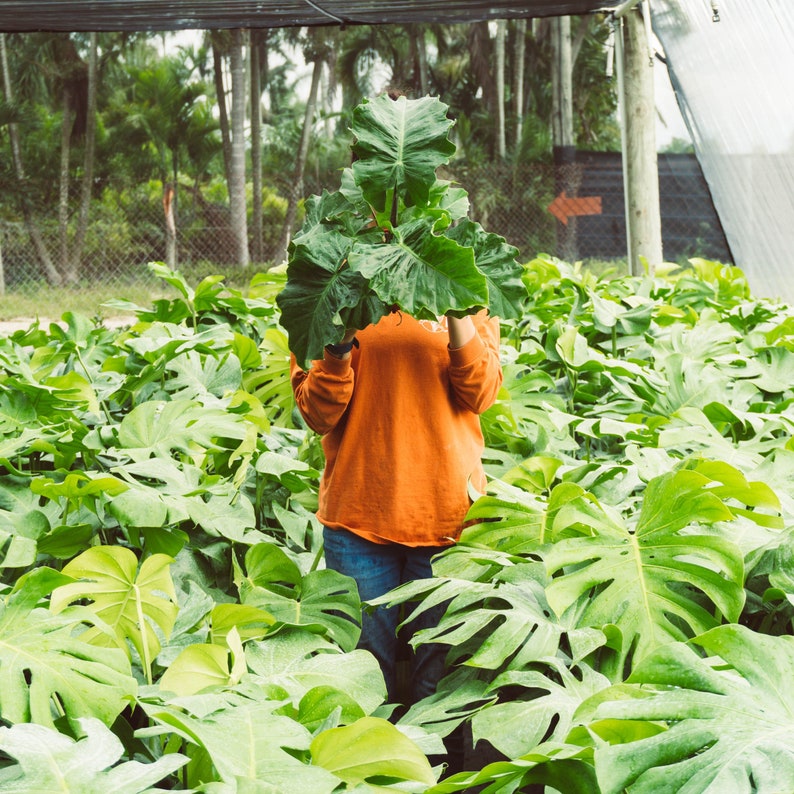 Alocasia Low Rider | Live Plant in 4" or 6" inch Pot | Elephant's Ear Plant | Rare Plant | Stunning Indoor Air Purifier