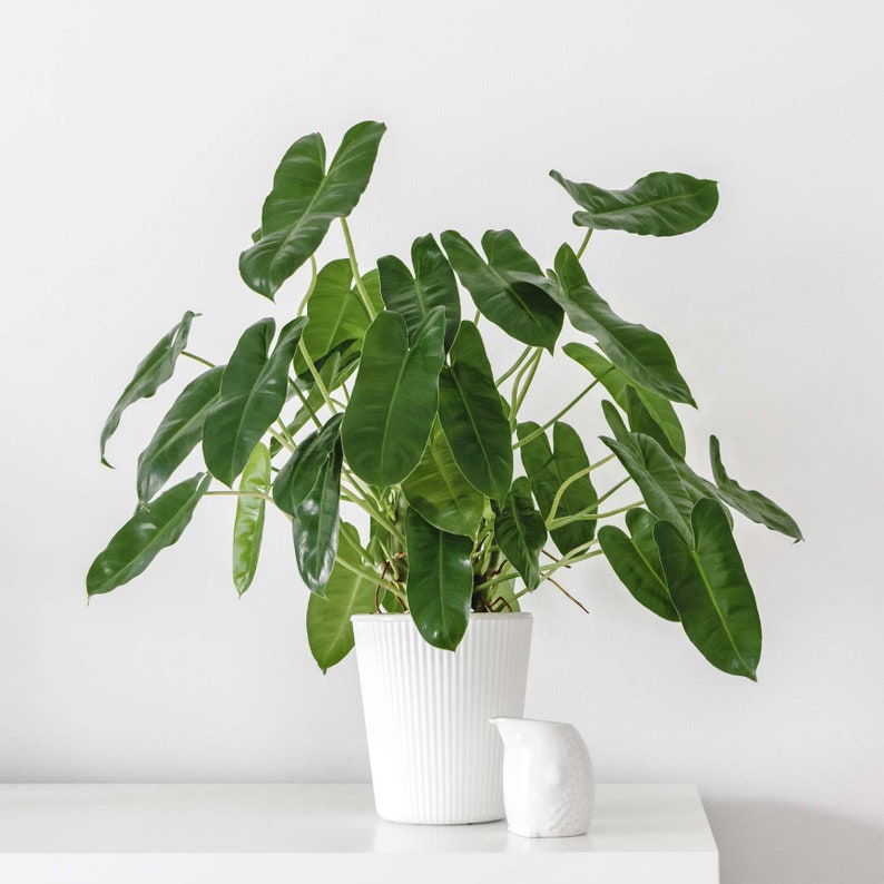Burle Marx Philodendron Cutting | Air Roots w/ Multiple Nodes | Indoor & Outdoor Live Tropical House plant | Easy Care Starter Plant