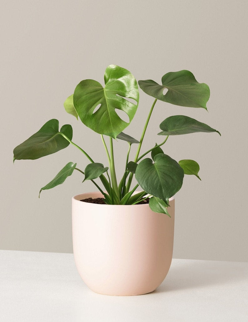 Monstera Deliciosa Plug | Indoor and Outdoor Live Tropical House Plant | Rooted Easy Care Starter Plant