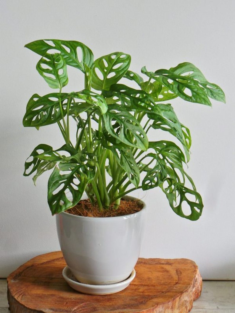 MONSTERA ADANSONII in 6 inch Pot | Swiss Cheese Plant | Indoor & Outdoor Live Tropical House plant | Rooted Easy Care Tree