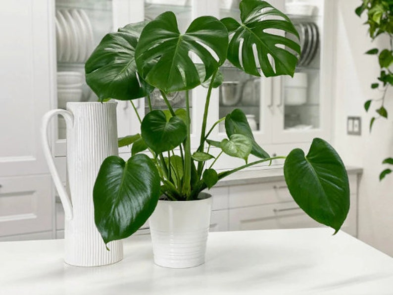 Monstera Deliciosa Split Leaf Plant 6" Pot | Indoor & Outdoor Live Tropical House plant | Rooted Easy Care Starter Plant