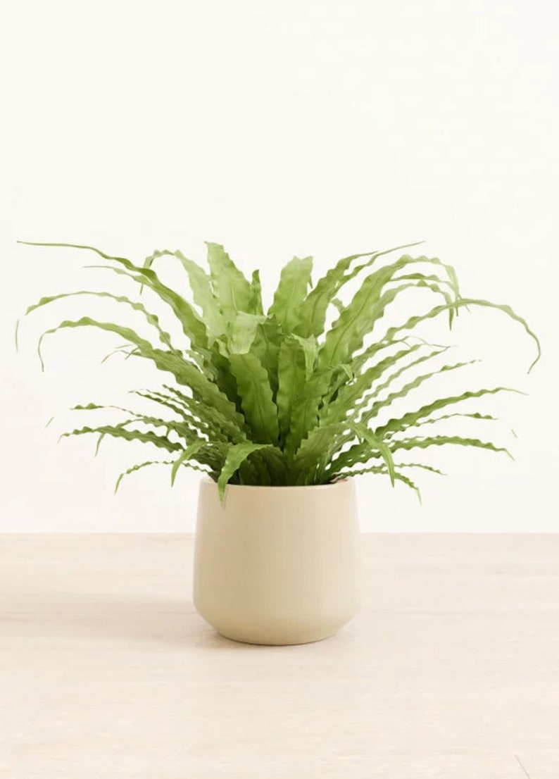 Bird's Nest Fern Asplenium nidus 6" Pot | Indoor & Outdoor Live House plant | Rooted Easy Care Starter Plant