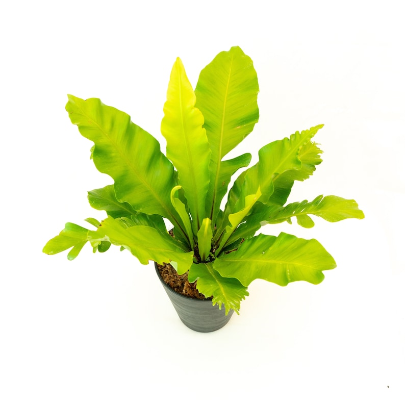 Bird's Nest Fern Asplenium nidus 6" Pot | Indoor & Outdoor Live House plant | Rooted Easy Care Starter Plant