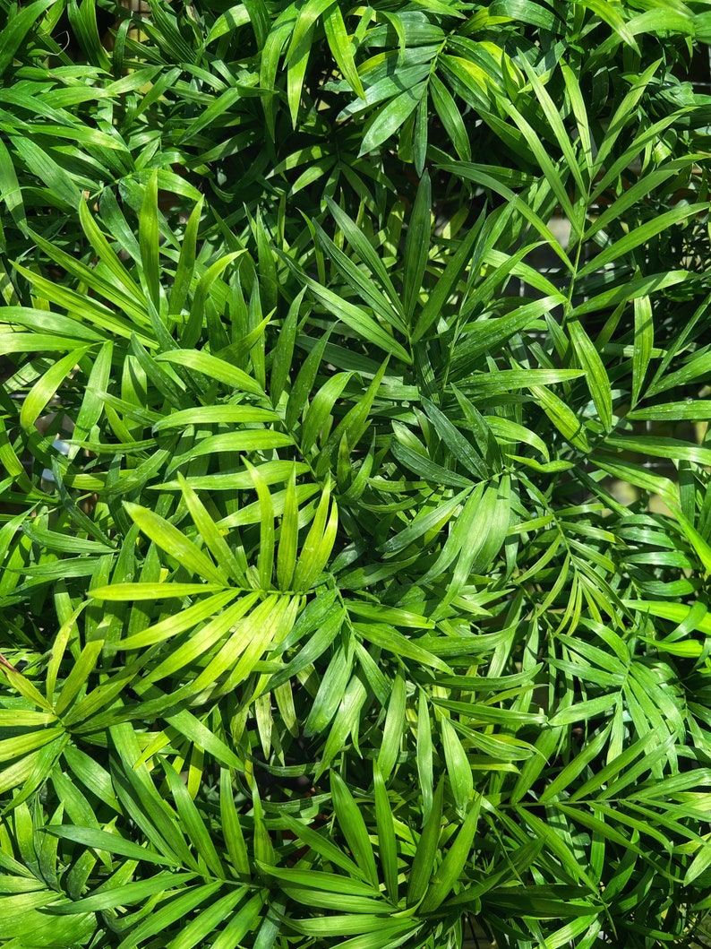Parlor Palm - Neanthe bella palm - Chamaedorea elegans | Indoor & Outdoor Live Tropical House plant | Easy Care Tree in 4" or 6" Inch Pot