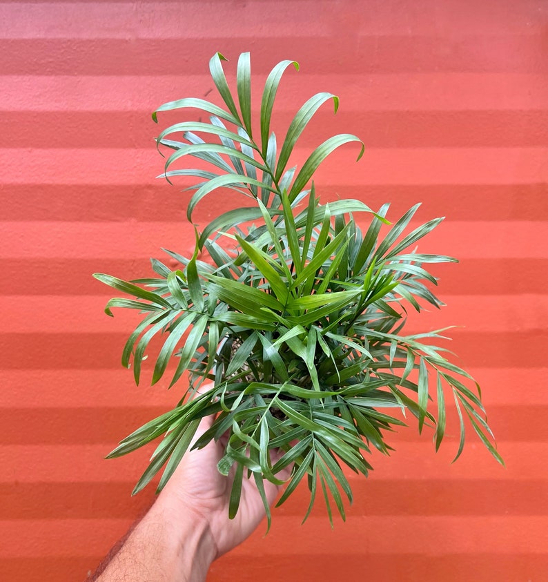 Parlor Palm - Neanthe bella palm - Chamaedorea elegans | Indoor & Outdoor Live Tropical House plant | Easy Care Tree in 4" or 6" Inch Pot