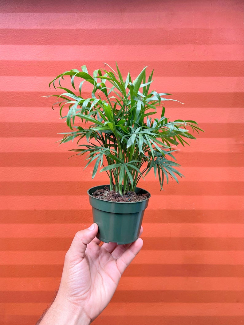 Parlor Palm - Neanthe bella palm - Chamaedorea elegans | Indoor & Outdoor Live Tropical House plant | Easy Care Tree in 4" or 6" Inch Pot
