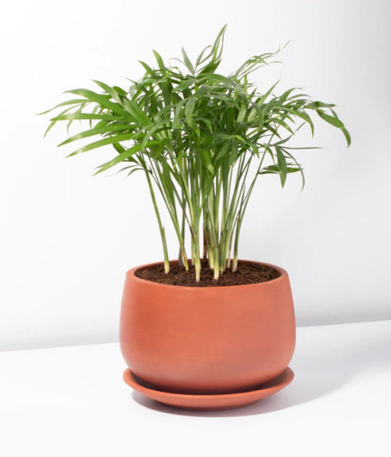 Parlor Palm - Neanthe bella palm - Chamaedorea elegans | Indoor & Outdoor Live Tropical House plant | Easy Care Tree in 4" or 6" Inch Pot