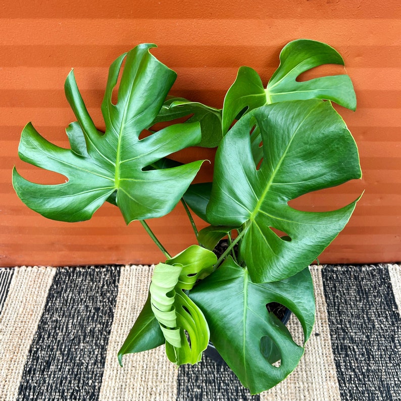 Monstera Deliciosa Large Tropical Split Leaf Plant 3 Gallon / 10" Pot | Indoor & Outdoor Live Houseplant | Rooted Easy Care Plant