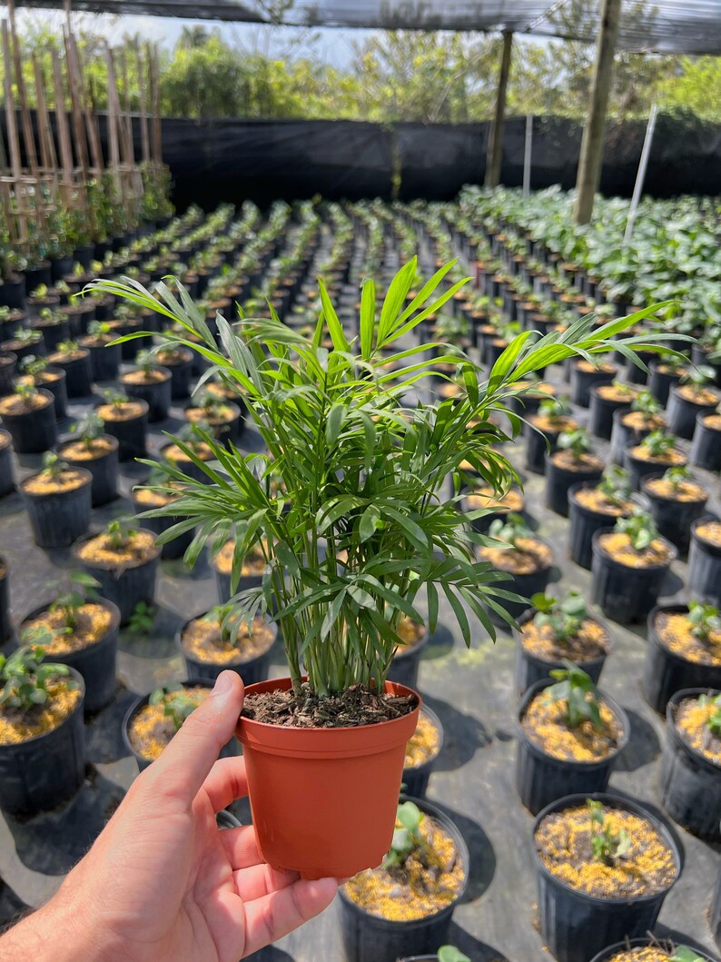 Parlor Palm - Neanthe bella palm - Chamaedorea elegans | Indoor & Outdoor Live Tropical House plant | Easy Care Tree in 4" or 6" Inch Pot