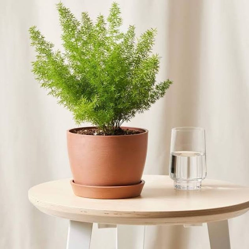 Foxtail Fern - Asparagus densiflorus in 6" inch Pot- Indoor & Outdoor Live House plant | Rooted Easy Care Plant | Sun or Shade Tree