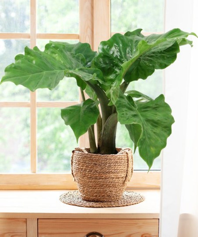 Alocasia Low Rider | Live Plant in 4" or 6" inch Pot | Elephant's Ear Plant | Rare Plant | Stunning Indoor Air Purifier