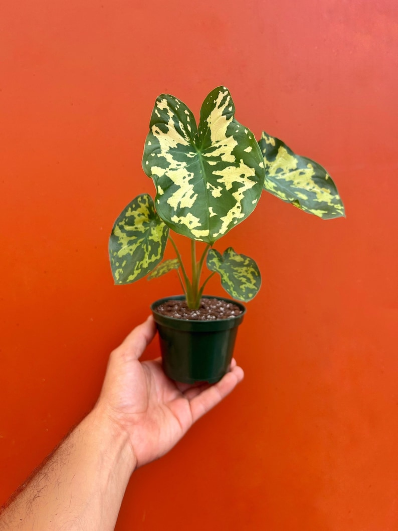 Alocasia Hilo Beauty in 4 or 6" Pot | Elephant Ears Plant | Caladium Indoor & Outdoor Live Tropical House plant | Rooted Easy Care Starter
