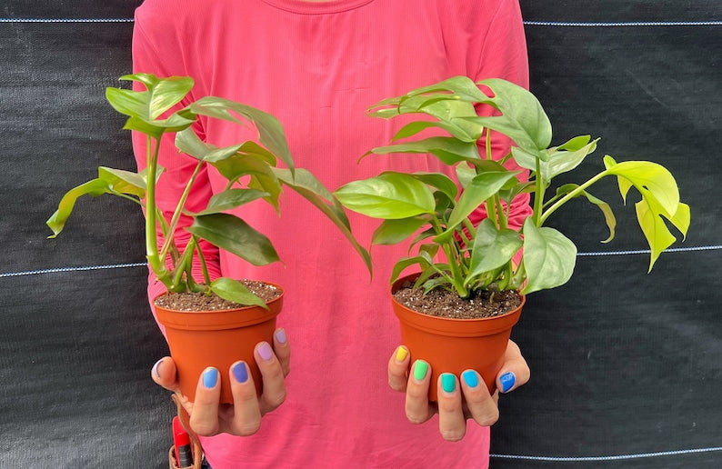 MONSTERA GINNY in 4" Pot | Mini Split Leaf Rhaphidophora Tetrasperma | Indoor/Outdoor Live Tropical House plant | Easy Care Vine