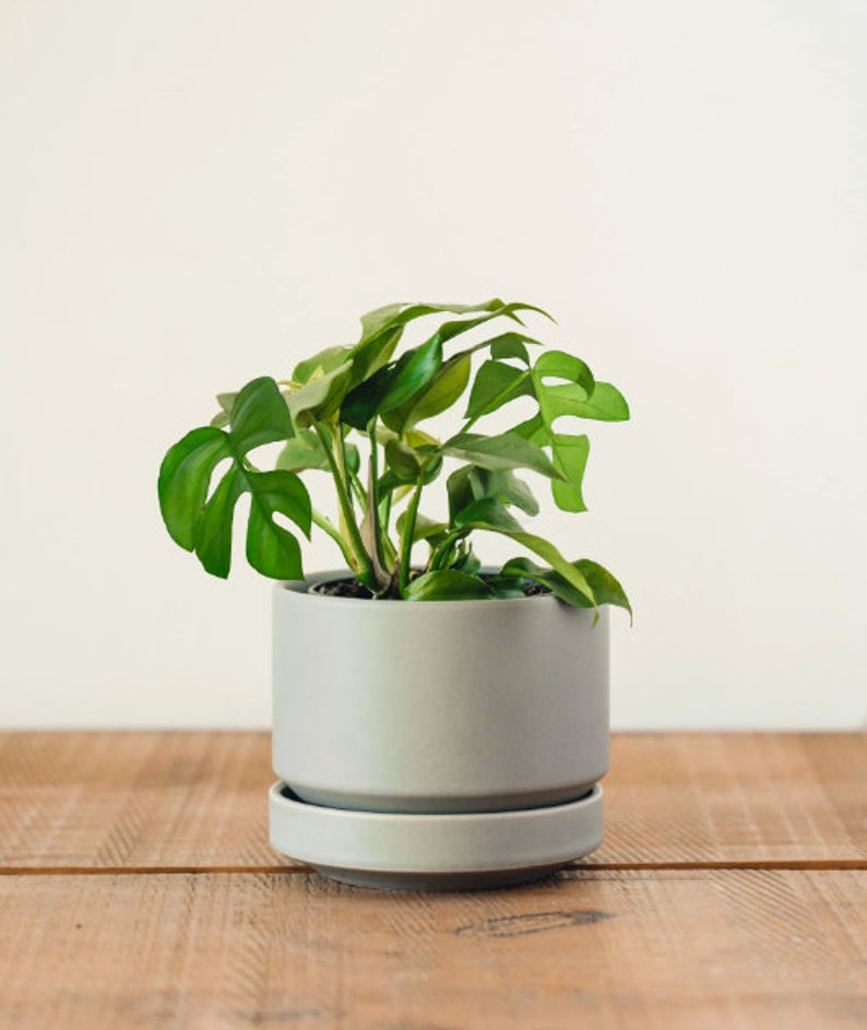 MONSTERA GINNY in 4" Pot | Mini Split Leaf Rhaphidophora Tetrasperma | Indoor/Outdoor Live Tropical House plant | Easy Care Vine